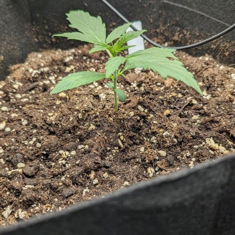 Medusa growlog timeline photo