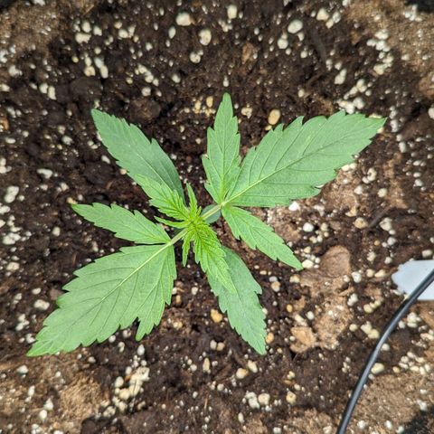 Medusa growlog timeline photo