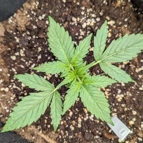 Titan growlog timeline photo