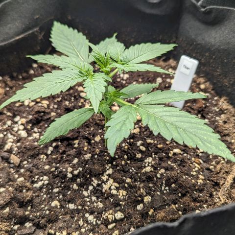Titan growlog timeline photo