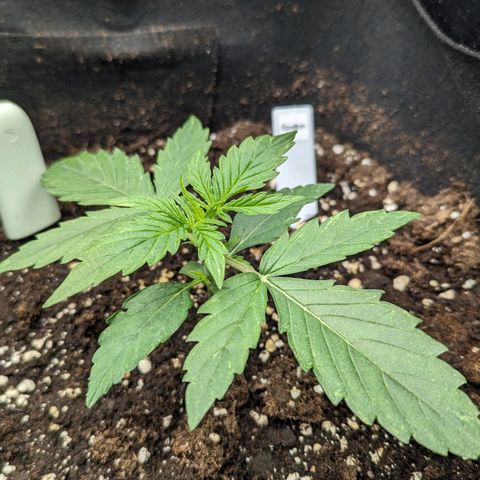 Epsilon growlog timeline photo