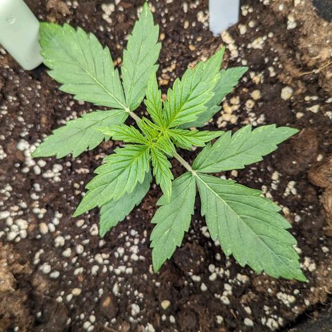 Epsilon growlog timeline photo