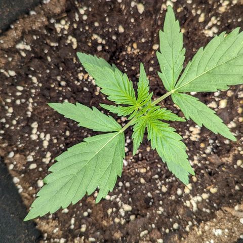Medusa growlog timeline photo