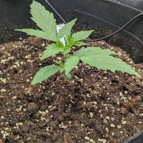 Medusa growlog timeline photo