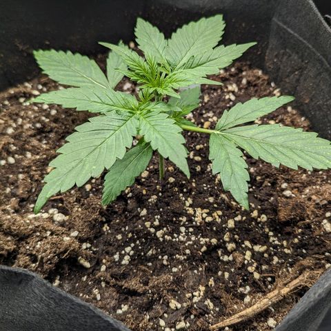 Titan growlog timeline photo
