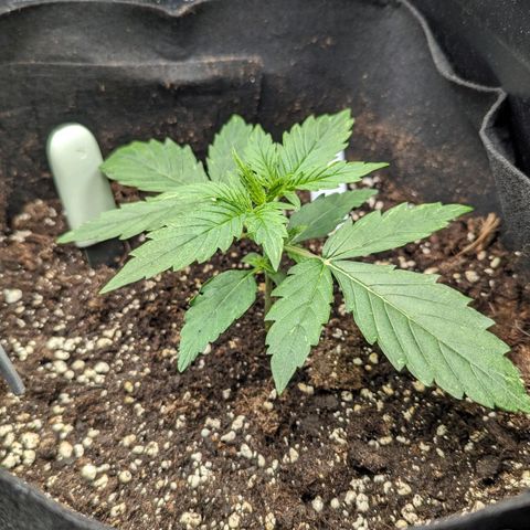Epsilon growlog timeline photo