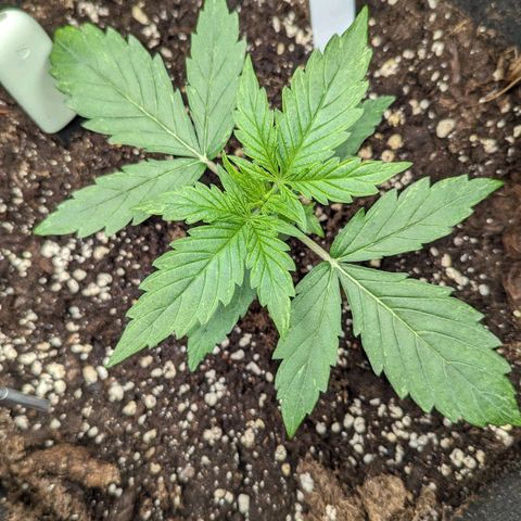 Epsilon growlog timeline photo