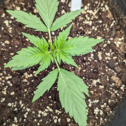 Medusa growlog timeline photo