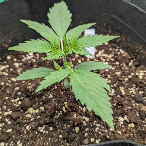 Medusa growlog timeline photo