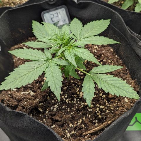 Titan growlog timeline photo