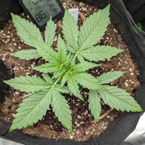 Titan growlog timeline photo