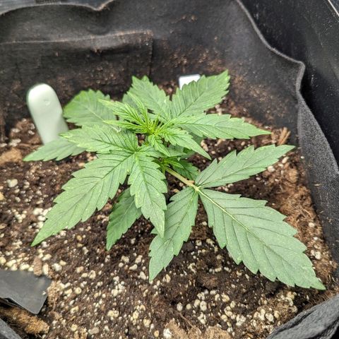 Epsilon growlog timeline photo