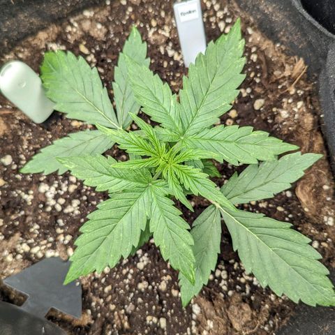 Epsilon growlog timeline photo