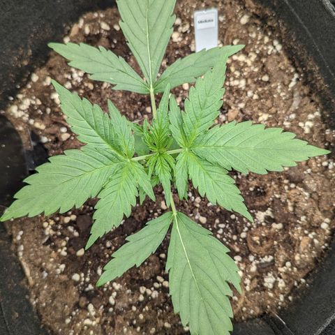 Medusa growlog timeline photo