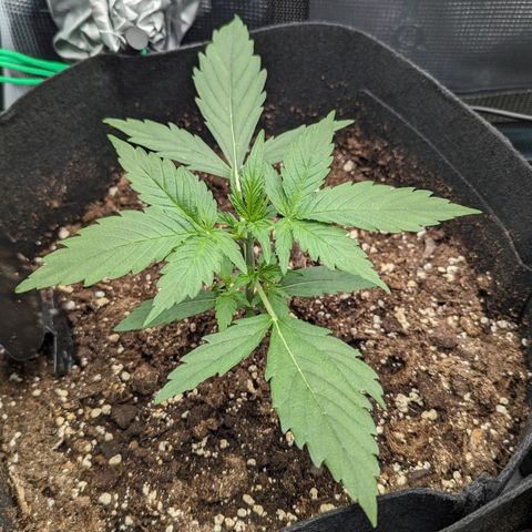 Medusa growlog timeline photo