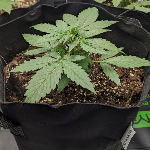 Titan growlog timeline photo