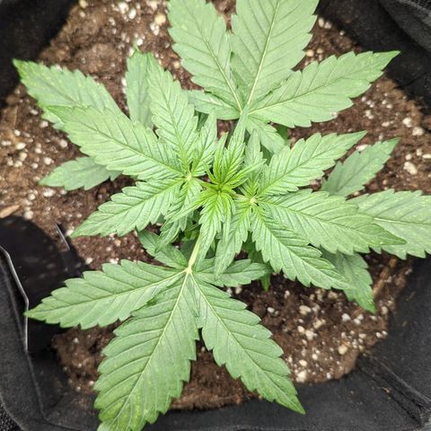 Titan growlog timeline photo