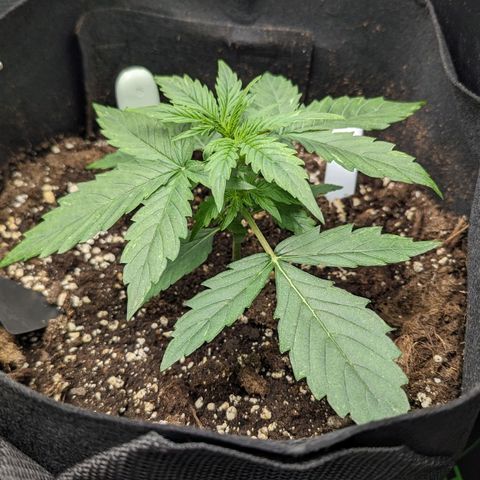 Epsilon growlog timeline photo