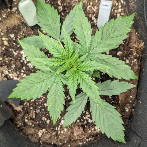 Epsilon growlog timeline photo