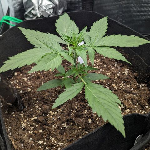 Medusa growlog timeline photo
