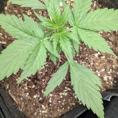 Medusa growlog timeline photo