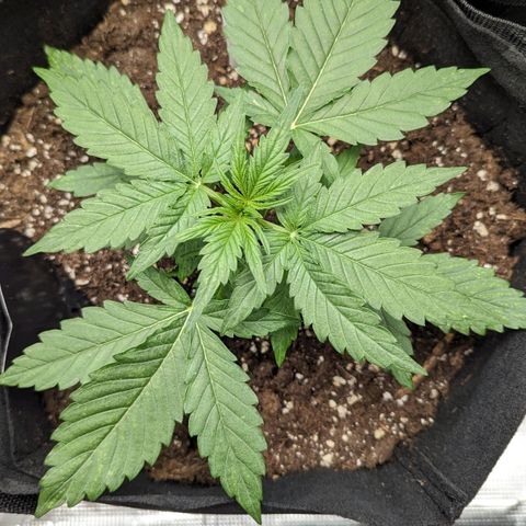 Titan growlog timeline photo
