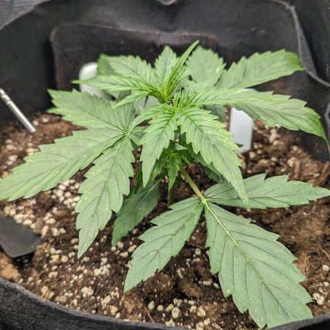 Epsilon growlog timeline photo