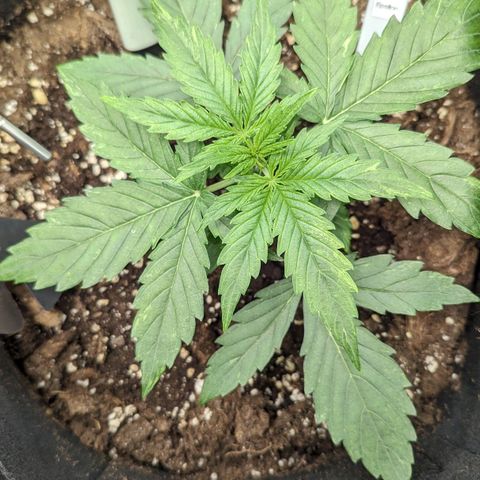 Epsilon growlog timeline photo