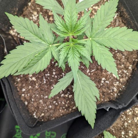 Medusa growlog timeline photo