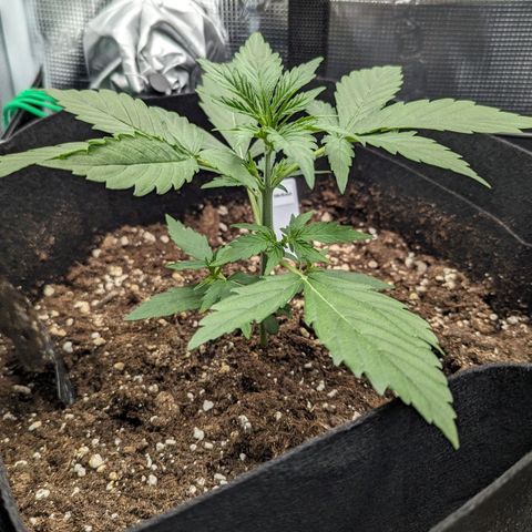 Medusa growlog timeline photo