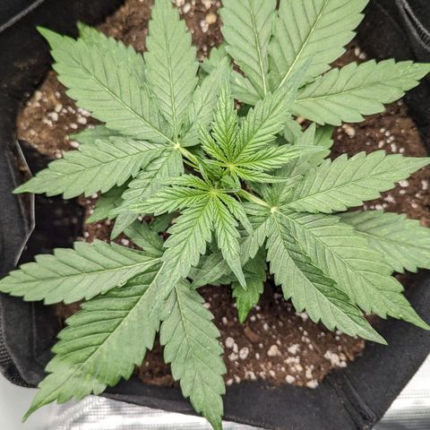Titan growlog timeline photo