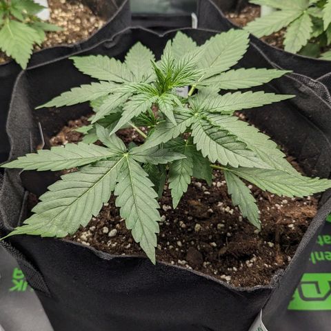 Titan growlog timeline photo