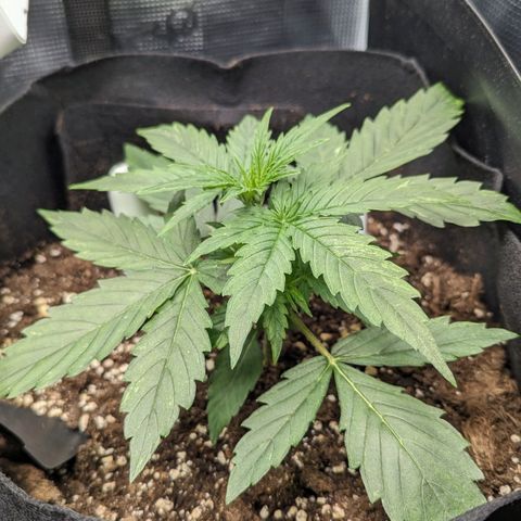 Epsilon growlog timeline photo