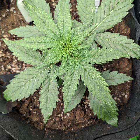 Epsilon growlog timeline photo