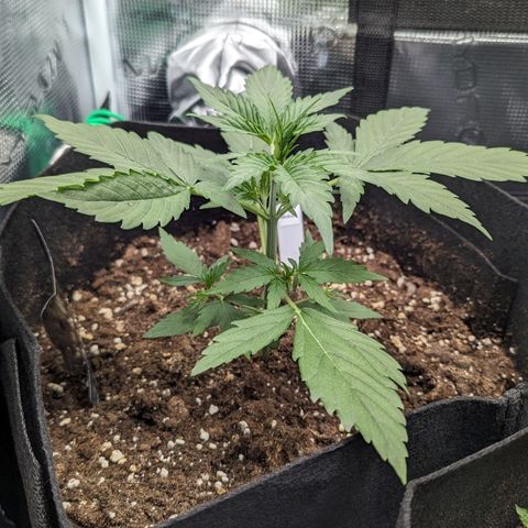 Medusa growlog timeline photo