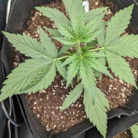 Medusa growlog timeline photo