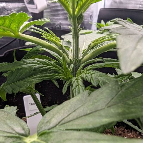 Titan growlog timeline photo