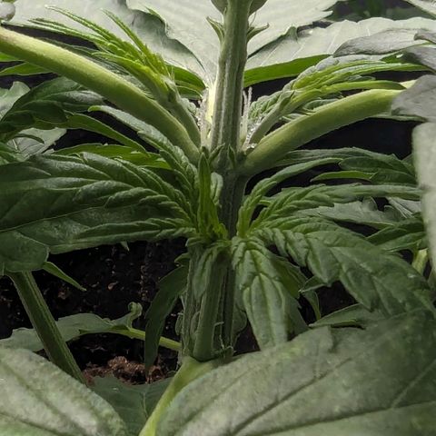 Titan growlog timeline photo