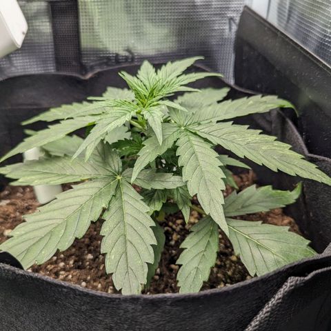 Epsilon growlog timeline photo