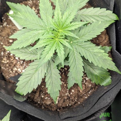 Epsilon growlog timeline photo