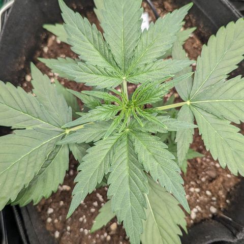 Medusa growlog timeline photo