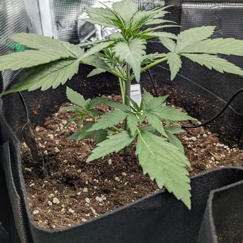 Medusa growlog timeline photo
