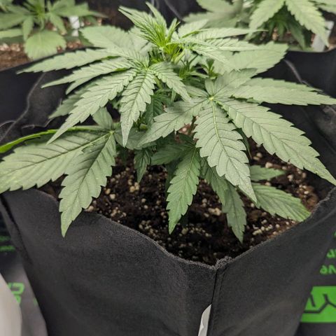 Titan growlog timeline photo