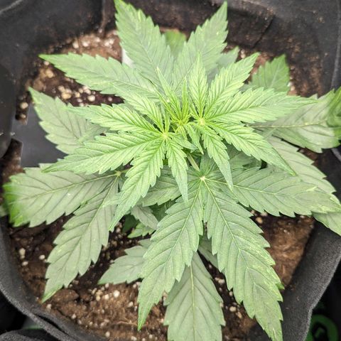Epsilon growlog timeline photo