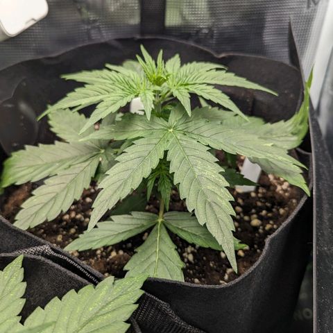 Epsilon growlog timeline photo