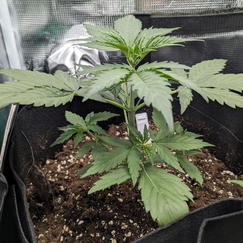 Medusa growlog timeline photo
