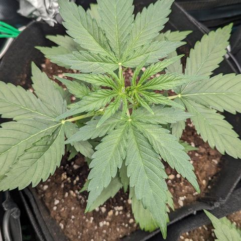 Medusa growlog timeline photo