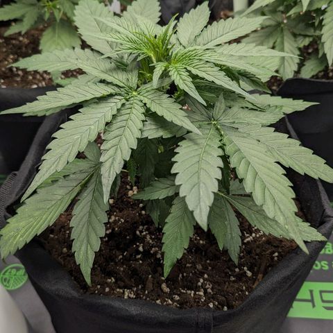 Titan growlog timeline photo
