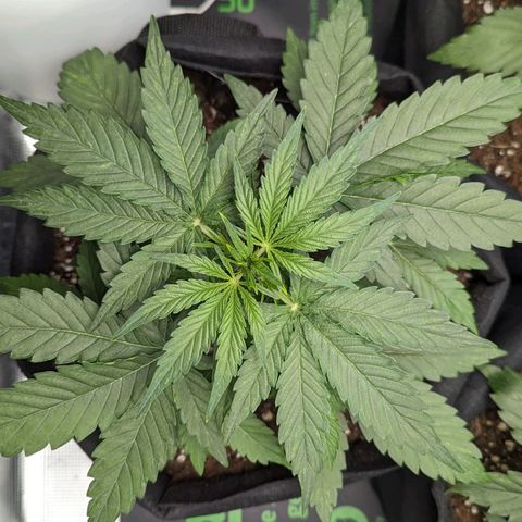 Titan growlog timeline photo