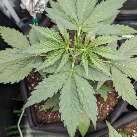Medusa growlog timeline photo